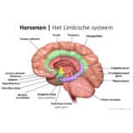 Limbisch systeem